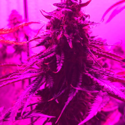 Mango Skunk growlog timeline photo