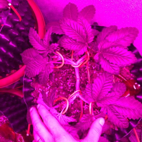 Tangie 2 growlog timeline photo