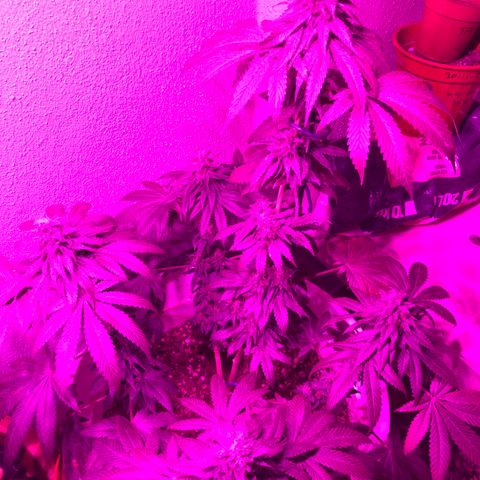 Tangie  growlog timeline photo