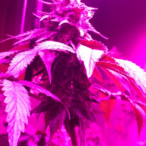 Tangie  growlog timeline photo