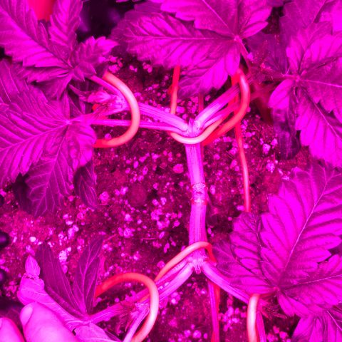 Tangie 2 growlog timeline photo
