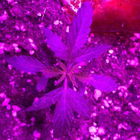 Super Lemon Haze Auto growlog timeline photo