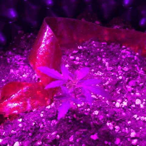 Super Lemon Haze Auto growlog timeline photo