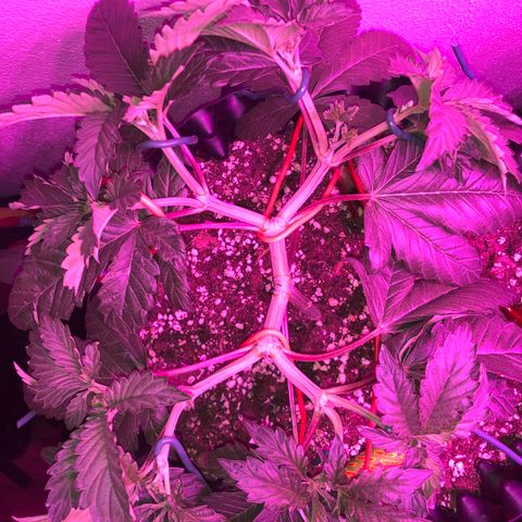 Tangie 2 growlog timeline photo
