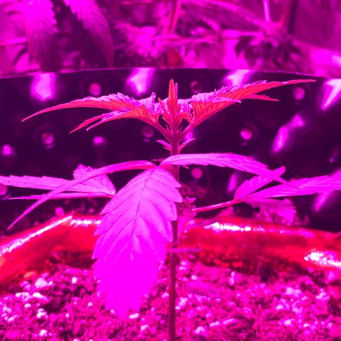 Super Lemon Haze Auto growlog timeline photo