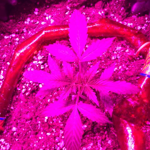 Super Lemon Haze Auto growlog timeline photo