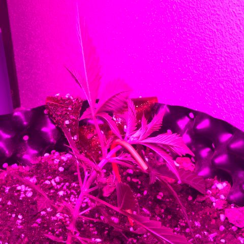 Super Lemon Haze Auto growlog photo: training / mainlining