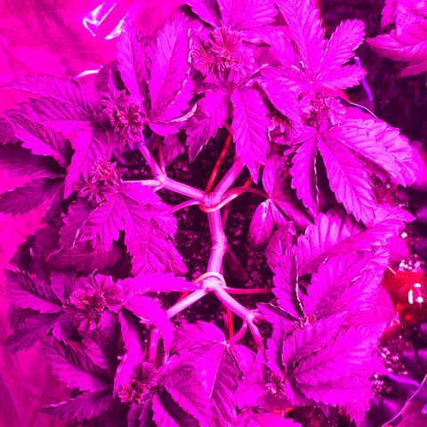 Tangie 2 growlog timeline photo
