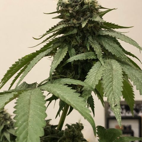 Tangie  growlog timeline photo