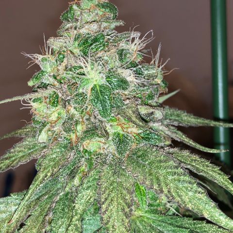 Tangie  growlog timeline photo