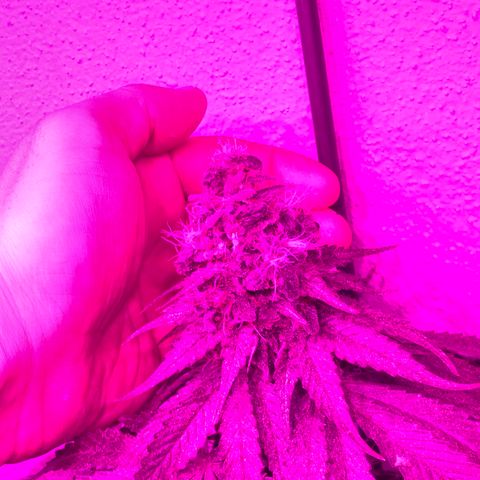 Tangie  growlog timeline photo