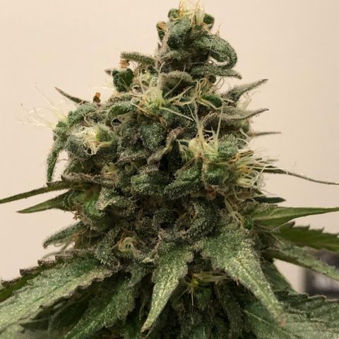 Tangie  growlog timeline photo