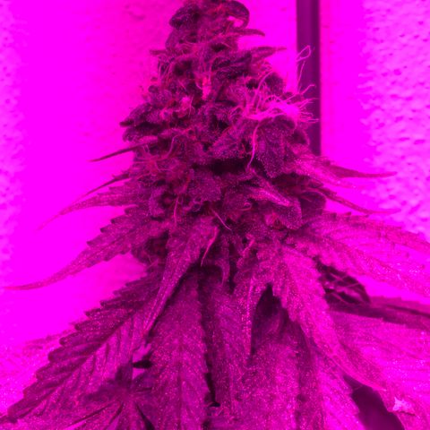 Tangie  growlog timeline photo