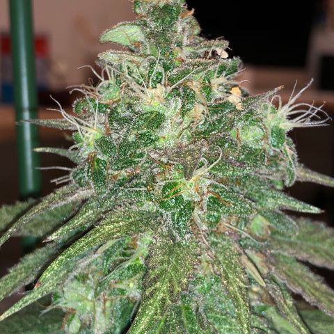 Tangie  growlog timeline photo