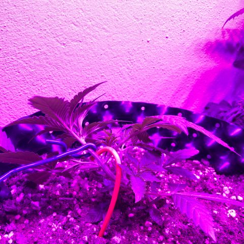 Super Lemon Haze Auto growlog timeline photo