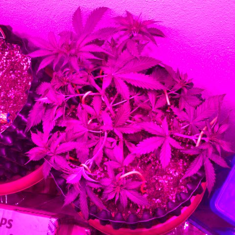Super Lemon Haze Auto growlog timeline photo