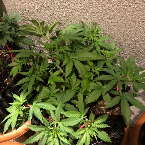 Super Lemon Haze Auto growlog timeline photo