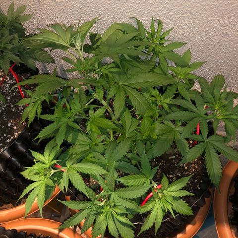 Super Lemon Haze Auto growlog timeline photo