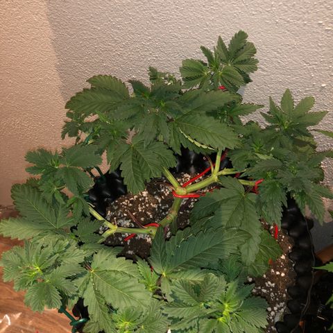 Tangie 2 growlog timeline photo