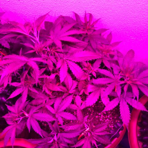 Super Lemon Haze Auto growlog timeline photo