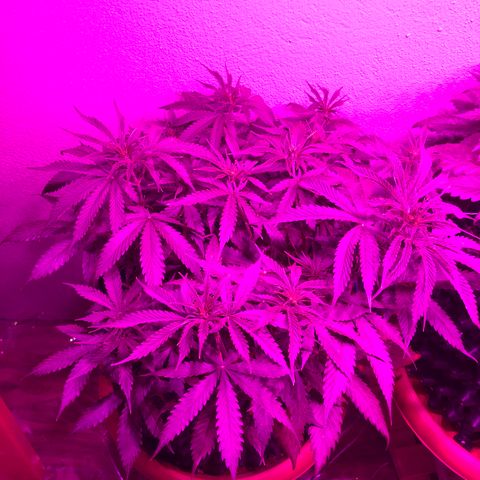 Super Lemon Haze Auto growlog timeline photo