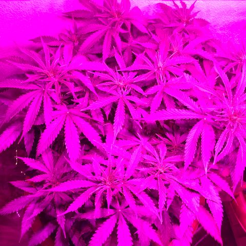 Super Lemon Haze Auto growlog timeline photo