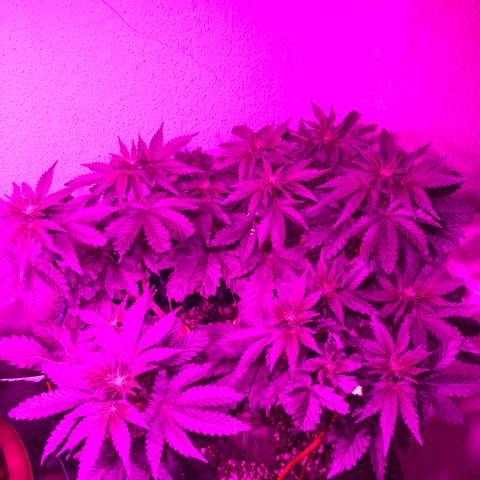 Tangie 2 growlog timeline photo
