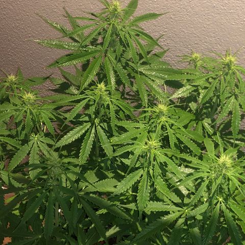Super Lemon Haze Auto growlog timeline photo
