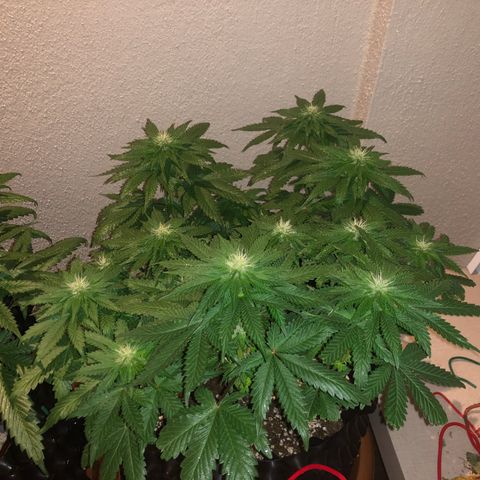 Tangie 2 growlog timeline photo