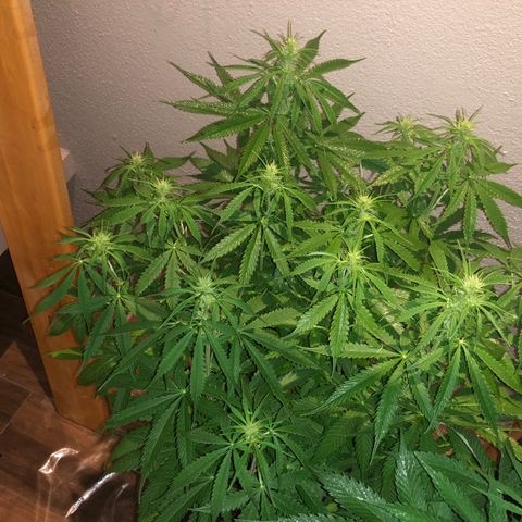 Super Lemon Haze Auto growlog timeline photo