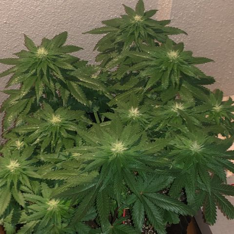 Tangie 2 growlog timeline photo