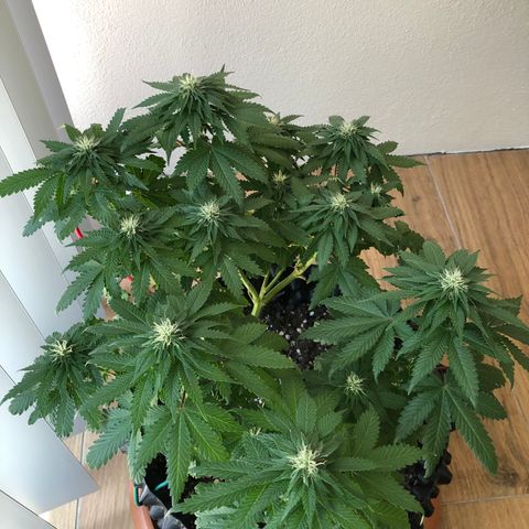 Tangie 2 growlog timeline photo
