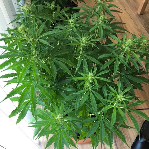 Super Lemon Haze Auto growlog timeline photo