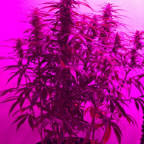 Super Lemon Haze Auto growlog timeline photo