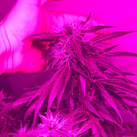 Super Lemon Haze Auto growlog timeline photo