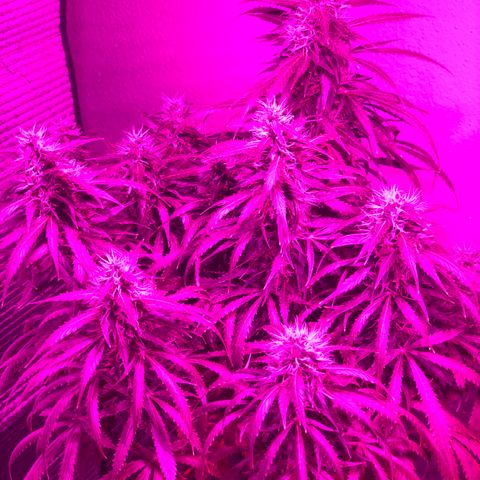 Super Lemon Haze Auto growlog timeline photo