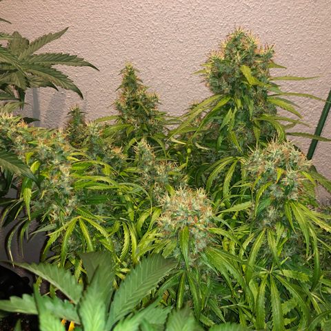 Super Lemon Haze Auto growlog timeline photo