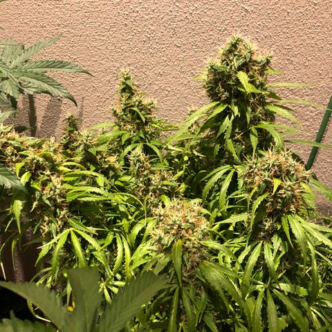 Super Lemon Haze Auto growlog timeline photo
