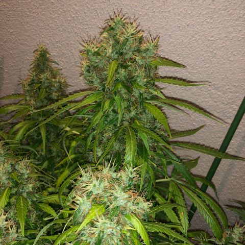 Super Lemon Haze Auto growlog timeline photo
