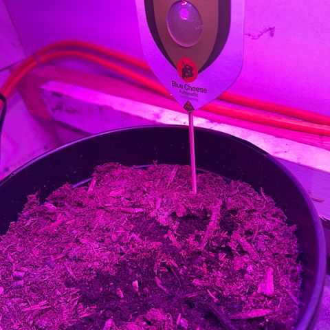 Blue Cheese growlog timeline photo