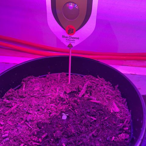 Blue Cheese growlog timeline photo