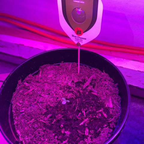 Blue Cheese growlog timeline photo