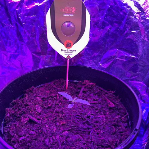 Blue Cheese growlog timeline photo