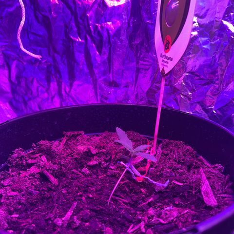 Blue Cheese growlog timeline photo