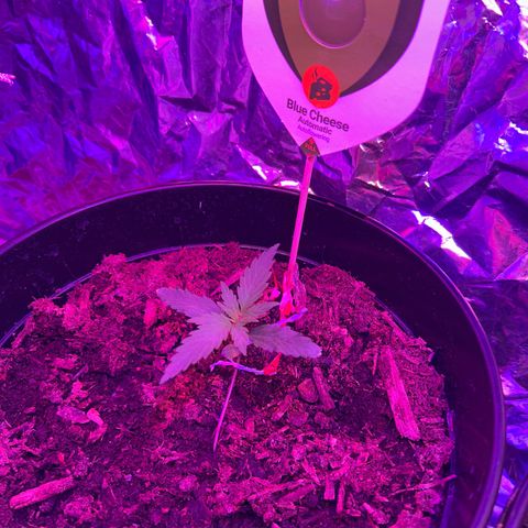 Blue Cheese growlog timeline photo