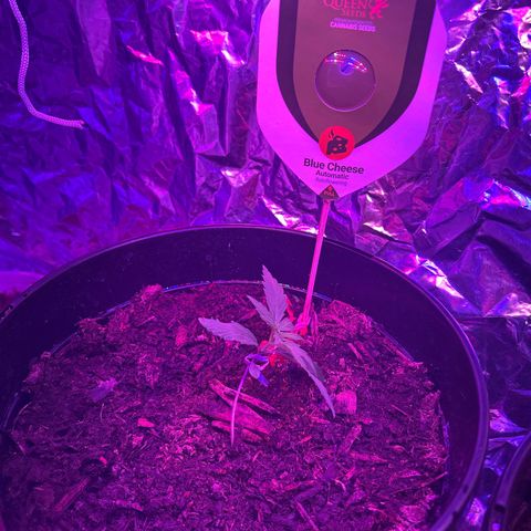 Blue Cheese growlog timeline photo