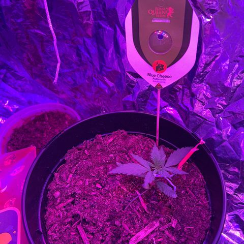 Blue Cheese growlog timeline photo
