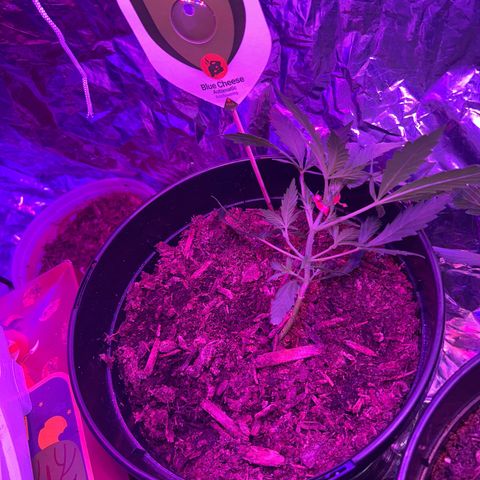 Blue Cheese growlog timeline photo