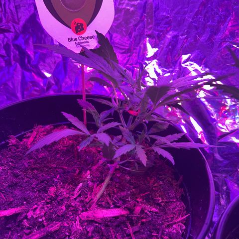 Blue Cheese growlog timeline photo