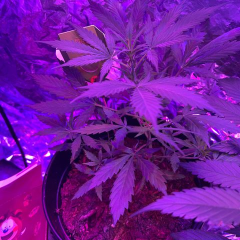 Blue Cheese growlog timeline photo